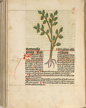 <p>Sarcocolla [<em>Sarcocolla</em> Kunth, Penaeaceae], hand-colored woodcut by an unknown engraver with accommodating typographical layout after an original by an unknown artist for <em>Gart der Gesundheit</em> (Mainz, Peter Schoeffer, 1485), HI Library call no. CA G244 RR.</p>