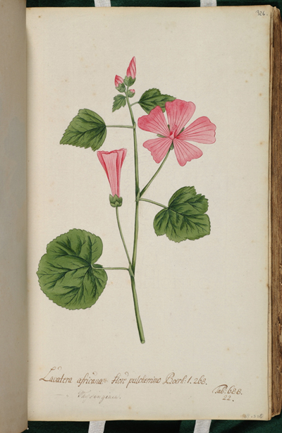 <p>Lavatera ... [<em>Lavatera</em> Linnaeus, Malvaceae], watercolor on paper by Andreas Friedrich Happe (1733–1802), 36 × 22 cm, HI Art accession no. 0869.326.</p>