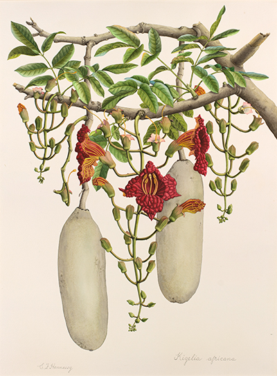 <p>Kigelia africana [<em>Kigelia africana</em> (Lamarck) Bentham, Bignoniaceae], watercolor on paper by Esmé Frances Franklin Hennessy (1933–), 80 × 58 cm, HI Art accession no. 6100, reproduced by permission of the artist.</p>