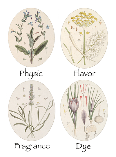 <p><em>Row 1 from left</em>, Sage of Virtue [<em>Salvia</em> Linnaeus, Lamiaceae alt. Labiatae], hand-colored engraving by Cornelius Heinrich Hemmerich; Common Fennel [<em>Foeniculum</em> Miller, Apiaceae alt. Umbelliferae], unsigned hand-colored engraving by Cornelius Heinrich Hemmerich or James Basire; <em>row 2 from left</em>, Common Rosemary [<em>Rosmarinus</em> Linnaeus, Lamiaceae alt. Labiatae], hand-colored engraving by James Basire; Saffron [<em>Crocus</em> Linnaeus, Iridaceae], hand-colored engraving by Cornelius Heinrich Hemmerich after originals by Timothy Sheldrake (fl.1734–1759) for his <em>Botanicum Medicinale: An Herbal of Medicinal Plants on the College of Physicians' List ... Most Beautifully Engraved on 120 Large Folio Copper-Plates</em> (London, Printed for J. Millan, [?1759], pls. 94, 37, 88, 93), HI Library call no. DF5 S544B.</p>