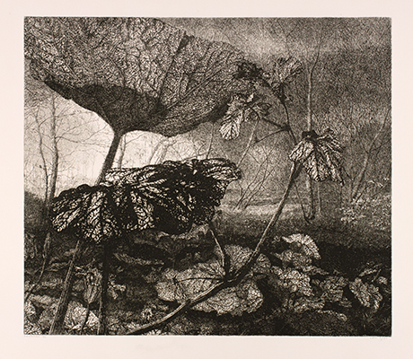 <p>[Cucurbitaceae], etching on paper by Reinder Homan (1950–), 1983, edition 2/50, 49.5 × 53 cm, HI Art accession no. 6529, reproduced by permission of the artist.</p>