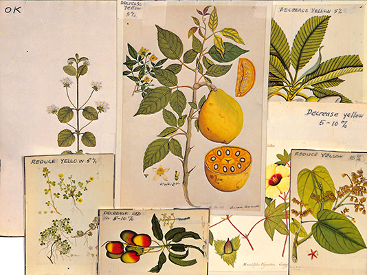 <p>Image proofs for <em>A Selection of Late 18th &amp; Early 19th Century Indian Botanical Paintings</em>.</p>