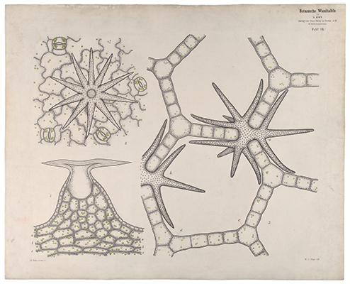 <p>[Stellate hairs and sclereids (support cells) 1. <em>Humulus lupulus</em> Linnaeus, Cannabaceae; 2. <em>Deutzia scabra</em> Thunberg, Hydrangeaceae; 3. <em>Nuphar lutea</em> (Linnaeus) Smith, Nymphaeaceae], color lithograph by W. A. Meyn (fl.1874–1911), 81.5 × 66 cm, after an original by Carl Ignaz Leopold Kny (1841–1916) and C. Müller (fl.ca.1874–1911) for Kny, <em>Botanische Wandtafeln</em> (Berlin, Paul Parey, 1874–1911, pl. 7), HI Art accession no. 6699.007.</p>