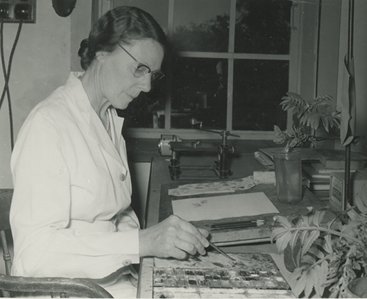 <p>Cythna L. Letty (Mrs. Oscar Forssman; 1895–1985), National Herbarium, Pretoria, South Africa, unknown date, 14 × 8.5 cm, photograph by an unknown photographer, HI Archives portrait no. 3.</p>