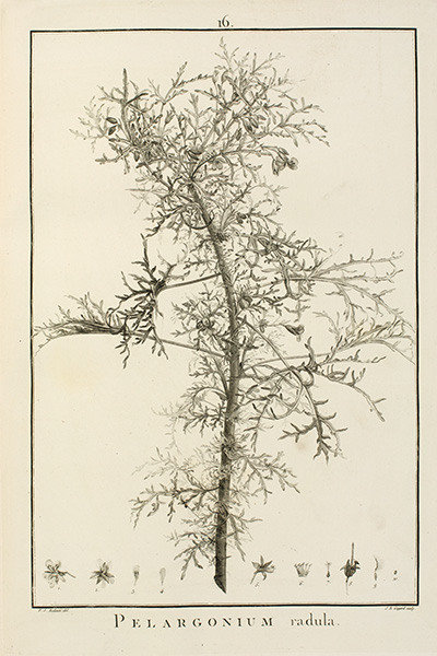 <p>Pelargonium radula [<em>Pelargonium radula</em> (Cavanilles) L'Héritier, Geraniaceae], engraving by Jean Baptiste Guyard Sr. (fl.1783–1803) after an original by Pierre-Joseph Redouté (1759–1840) for Charles Louis L'Héritier de Brutelle (1746–1800), <em>Geraniologia</em> ... (Paris, Didot, 1787–1788[–1792], pl. 16), HI Library call no. hDT100 139 L688G.</p>