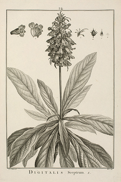 <p>Digitalis Sceptrum L. [<em>Isoplexis sceptrum</em> (Linnaeus f.) Steudel, Scrophulariaceae], engraving by Charles Milsan (fl.1770–1790) after an original by Pierre-Joseph Redouté (1759–1840) for Charles Louis L'Héritier de Brutelle (1746–1800), <em>Sertum Anglicum</em> (Paris, Didot, 1788 [1789–1792], pl. 24), HI Library call no. hDQ2 L688a.</p>