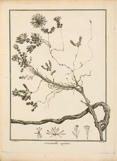 <p>Crucianella capitate [<em>Asperula glomerate</em> (M. Bieberstein) Grisebach, Rubiaceae], engraving by Etienne Claude Voysard (also Voisar, 1746–ca.1812) after an original by Pierre-Joseph Redouté (1759–1840) for Jacques Julien Houton de Labillardière (1755–1834), <em>Icones Plantarum Syriae Rariorum</em> (Paris, Impensis Auctoris, Prévost, etc., 1791–1812, pt. 1, pl. 3), HI Library call no. DS296 L119I.</p>