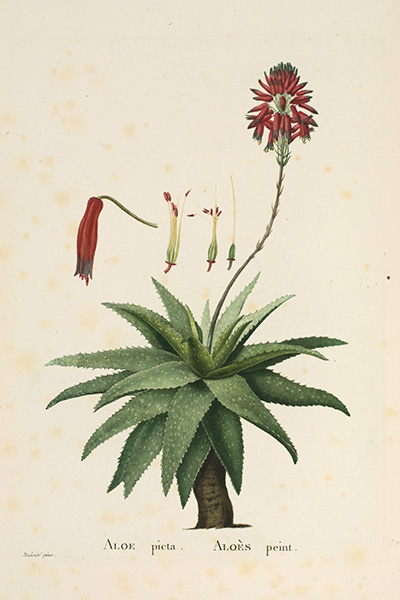 <p>Aloe picta. Aloès peint. [<em>Aloe microstigma</em> Salm-Dyck, Aloaceae], engraving by Pierre-Joseph Redouté (1759–1840) after his original for Augustin Pyramus de Candolle (1778–1841), <em>Plantarum Historia Succulentarum: Histoire des Plantes Grasses</em> (Paris, Dugour et Durand, 1798 [1799–1805, 1829–1837], pl. 97), HI Library call no. hDT43 C219P SUPPL.</p>