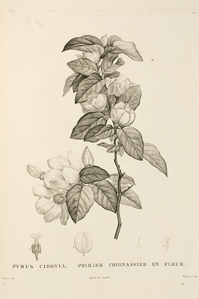 <p>Pyrus cidonia [<em>Cydonia oblonga</em> Miller, Rosaceae], engraving by Louis Bouquet (1765–1814), printed by Langlois (fl.1805), after an original by Pierre-Joseph Redouté (1759–1840) for Jean–Jacques Rousseau (1712–1778), <em>La Botanique</em> (Paris, Delachaussée &amp; Garnery, 1805, pl. 40), HI Library call no. hD6 R864BO 805.</p>