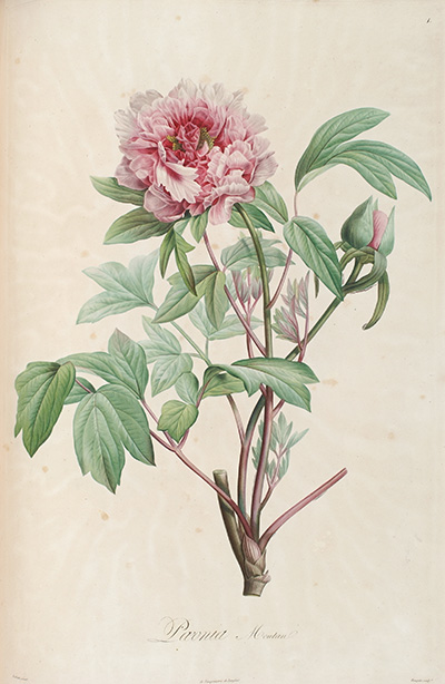 <p>Paeonia Moutan [<em>Paeonia suffruticosa</em> Andrews, Paeoniaceae], engraving by Louis Bouquet (1765–1814) after an original by Pierre-Joseph Redouté (1759–1840) for Aimé Jacques Alexandre Bonpland (1773–1858), <em>Description des Plantes Rares Cultivées à Malmaison et à Navarre</em> (Paris, Didot, [1812–]1813[–1817], pl. 1), HI Library call no. hDQ2 B719D.</p>