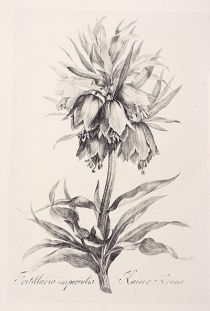 <p>Fritillaria imperialis, Kaiser krone [<em>Fritillaria imperialis</em> Linnaeus, Liliaceae], lithograph after an original by Johann Nepomuk Mayrhofer (1764–1832), circa early 19th century, 46 x 32 cm, HI Art accession no. 274.</p>