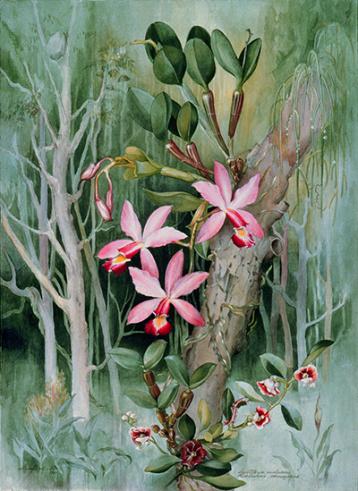 <p>Cattleya violacea, watercolor on paper by Margaret Mee, 1981, reproduced courtesy of the Royal Botanic Gardens, Kew.</p>