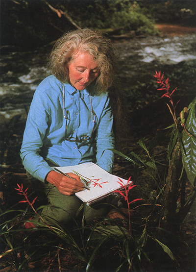 <p>Margaret Mee sketching a bromeliad during her 1967 expedition to the Pico da Neblina, photograph by Otis Imboden, National Geographic Image Collection, reproduced courtesy of the Royal Botanic Gardens, Kew.</p>