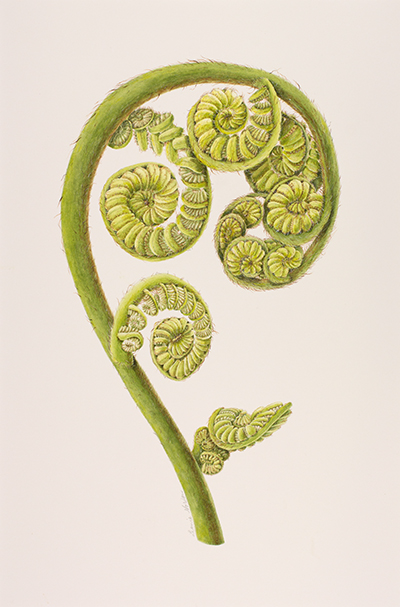<p>Cyathea cooperi, Australian tree fern [<em>Cyathea</em> J. E. Smith, Cyatheaceae], watercolor on paper by Leonie Norton (1948–), 2005, 52 × 64, HI Art accession no. 7669, reproduced by permission of the artist.</p>