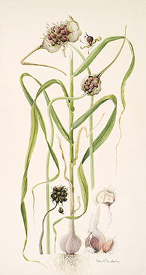 <p><em>Allium sativum</em> Linnaeus, Liliaceae, garlic, watercolor by Ida Hrubesky Pemberton, reproduced courtesy of the Pemberton Collection of the University of Colorado Museum of Natural History.</p>