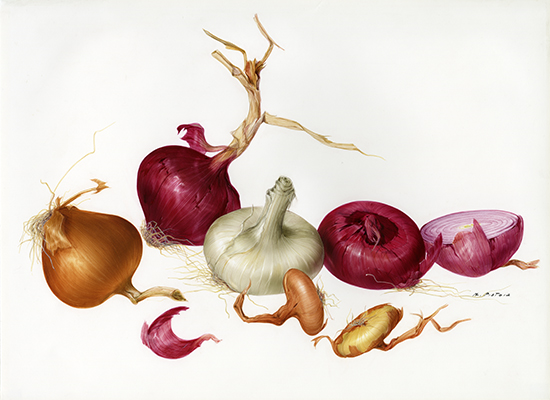 <p>Onions [<em>Allium</em> Linnaeus, Liliaceae], watercolor on paper by Marilena Pistoia (1933–2017), 28.5 × 39 cm, HI Art accession no. 5998, reproduced by permission of the artist.</p>