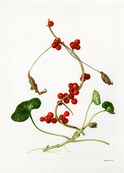 <p>Black bryony (Tamus communis), Asarabacca (Asarum europaeum) [<em>Asarum</em> Linnaeus, Aristolochiaceae; <em>Tamus</em> Linnaeus, Dioscoreaceae], watercolor on paper by Marilena Pistoia (1933–2017), 29.5 × 22.5 cm, for Francesco Bianchini and Francesco Corbetta, <em>Le Piante della Salute</em> (Milan, Arnoldo Mondadori, 1975, p. 51), HI Art accession no. 6772.10, reproduced by permission of Mondadori Electa, S.p.A., Milan.</p>