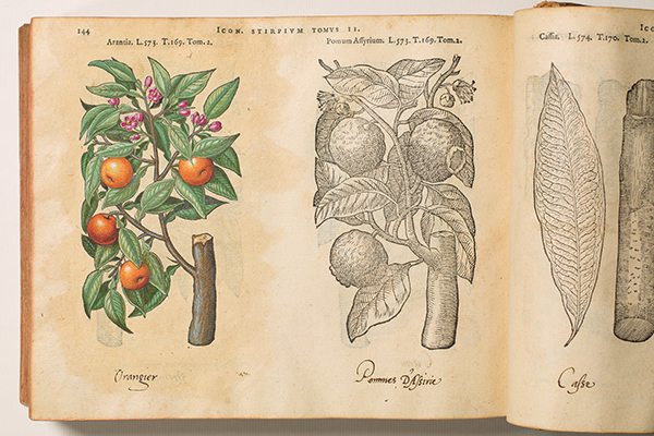 <p><em>From left</em>, Arantia and Pomum Assyrium [<em>Citrus aurantium</em> Linnaeus and <em>Citrus medica</em> Linnaeus, Rutaceae], hand-colored (by a previous owner) and uncolored woodcuts by an unknown engraver after originals likely by Pieter van der Borcht (1545–1608) for Matthias de L'Obel (1538–1616), <em>Plantarum seu Stirpium Icones</em> (Antwerp, Christophe Plantin, 1581, Tomus secundus, p. 144), HI Library call no. DQ1 L797P RR.</p>