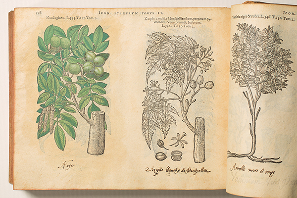 <p><em>From left</em>, Nux Iuglans and Zizipha candida Monspelliensium, perperam Sycomorus Venetorum &amp; Italorum [<em>Juglans</em> Linnaeus, Juglandaceae; <em>Ziziphus</em> Miller, Rhamnaceae], hand-colored (by a previous owner) and uncolored woodcuts by an unknown engraver after originals likely by Pieter van der Borcht (1545–1608) for Matthias de L'Obel (1538–1616), <em>Plantarum seu Stirpium Icones</em> (Antwerp, Christophe Plantin, 1581, Tomus secundus, p. 108), HI Library call no. DQ1 L797P RR.</p>