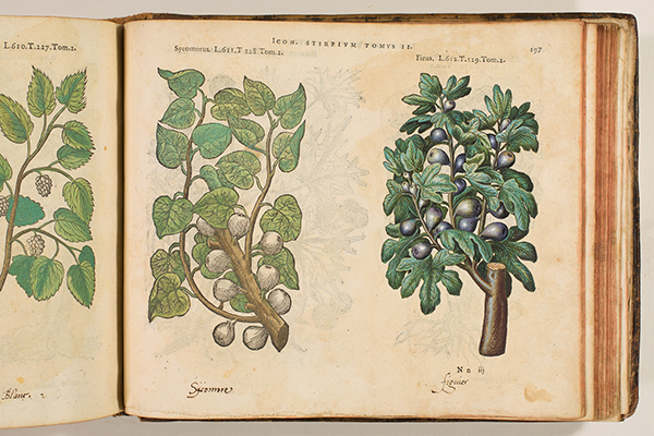 <p><em>From left</em>, Sycomorus and Ficus [<em>Ficus</em> Linnaeus, Moraceae], hand-colored (by a previous owner) woodcuts by an unknown engraver after originals likely by Pieter van der Borcht (1545–1608) for Matthias de L'Obel (1538–1616), <em>Plantarum seu Stirpium Icones</em> (Antwerp, Christophe Plantin, 1581, Tomus secundus, p. 197), HI Library call no. DQ1 L797P RR.</p>