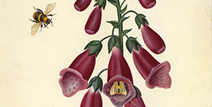 To Make a Prairie: Pollination and Human Understanding<br />
17 March–30 June 2026