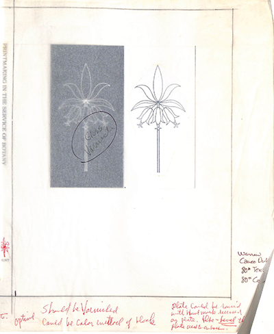 <p>Cover layout for <em>Printmaking in the Service of Botany</em>.</p>