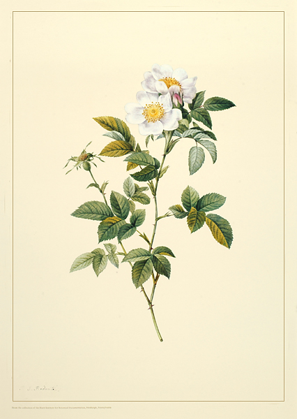 <p>Rosa andegavensis (<em>R. canina</em> Linnaeus var. <em>andegavensis</em>), 13-color photolithographic reproduction of watercolor on vellum by Pierre-Joseph Redouté (1759–1840), 1819, for his and Claude-Antoine Thory (1759–1827), <em>Les Roses</em> (1821, vol. 2, pl. facing p. 9).</p>