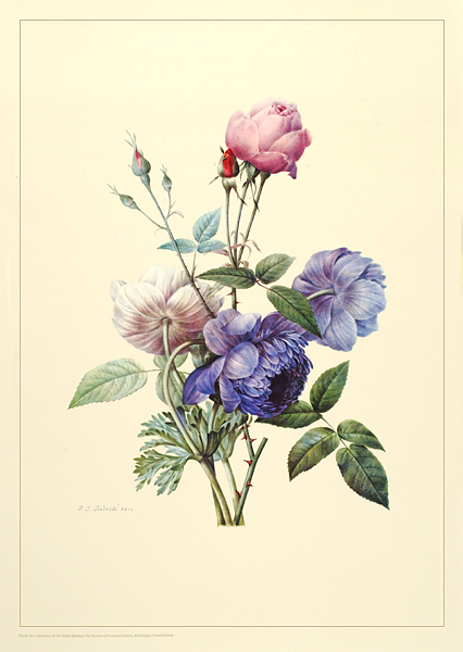 <p>Rose and anemones, 13-color photolithographic reproduction of watercolor on vellum by Pierre-Joseph Redouté (1759–1840), 1813. It is unknown if this work was intended for publication.</p>
