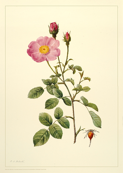 <p>Rosa muscosa (<em>R. centifolia</em> Linnaeus var. <em>muscosa</em>), 13-color photolithographic reproduction of watercolor on vellum by Pierre-Joseph Redouté (1759–1840), 1817, for his and Claude-Antoine Thory (1759–1827), <em>Les Roses</em> (1817, vol. 1, pl. facing p. 39).</p>