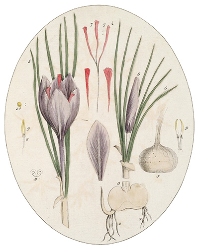 <p>Saffron [<em>Crocus</em> Linnaeus, Iridaceae], hand-colored engraving by Cornelius Heinrich Hemmerich after an original by Timothy Sheldrake (fl.1734–1759) for his <em>Botanicum Medicinale: An Herbal of Medicinal Plants on the College of Physicians' List ... Most Beautifully Engraved on 120 Large Folio Copper-Plates</em> (London, Printed for J. Millan, [?1759], pl. 93), HI Library call no. DF5 S544B.</p>