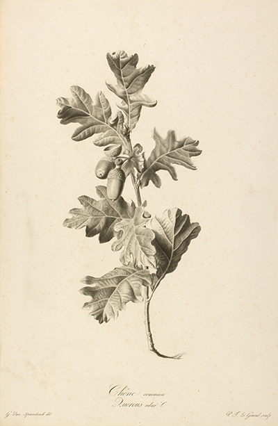<p>Chêne commun. Quercus robur L. [<em>Quercus robur</em> Linnaeus, Fagaceae], stipple engraving by Pierre François Le Grand (1743–1824), 49.5 × 32.5 cm, after an original by Gérard van Spaendonck (1746–1822) for his <em>Fleurs Dessinées d'après Nature</em> (Paris, l'Auteur, au Jardin des Plantes, 1801), HI Art accession no. 2077.</p>