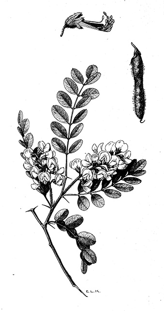 <p>Robinia neomexicana [<em>Robinia neomexicana</em> A. Gray, Fabaceae alt. Leguminosae], ink on paper by E.L.K., 36.5 × 19 cm,  United States Department of Agriculture Forest Service Collection,  HI Art accession no. 6725.1222.</p>
