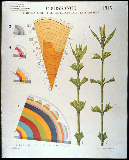 <p>Pl. IX, Croissance, Croissance des Tiges en Longueur et en Épaisseur [Shoot growth in length and girth of ?Dicotyledonaeae, ?Monocotyledoneae], color lithograph by J. L. Goffart after an original by L. E. Lavalette and G. Lavalette, 82 × 66 cm, for Léo Errera and Émile Laurent, <em>Planches de Physiologie Végétale</em> (Brussels, H. Lamertin, 1897, pl. 9), HI Art accession no. 6701.08.</p>