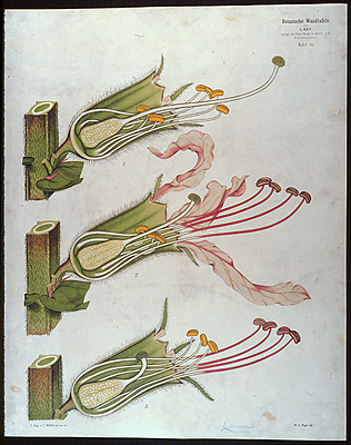<p>Tafel XI, Heterostyler Trimorphismus der Blüten von Lythrum salicaria L. [<em>Lythrum salicaria</em> Linnaeus, Lythraceae], color lithograph by W. A. Meyn (fl.1874–1911) after an original by Carl Ignaz Leopold Kny (1841–1916) and C. Müller, 81.5 × 66 cm, for Kny, <em>Botanische Wandtafeln</em> (Berlin, Paul Parey, n.d. [1874–1911], pl. 40), HI Art accession no. 6699.040.</p>