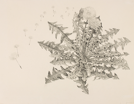 <p>[<em>Taraxacum</em> F. H. Wiggers, Asteraceae alt. Compositae], pencil on paper by Keith Robert West (1933–), 1975, 33.5 × 40 cm, HI Art accession no. 6079, reproduced by permission of the artist.</p>