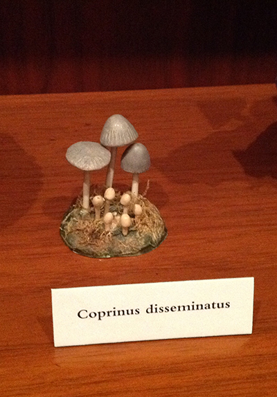 <p>Coprinus disseminatus [<em>Coprinellus disseminatus</em> (Persoon) J. E. Lange, Psathyrellaceae], ceramic by Martha Gene Pierson Williamson (1915–1993), HI Art.</p>
