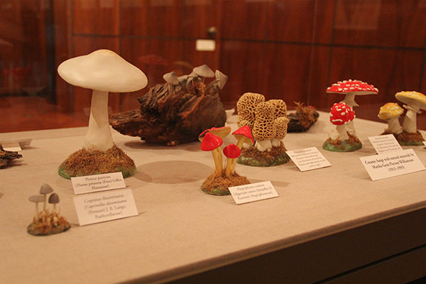 <p>Ceramic mushrooms by Martha Gene Pierson Williamson (1915–1993) on display during <em>The Mysterious Nature of Fungi</em> (2015), photograph by Frank A. Reynolds, reproduced by permission of the photographer.</p>
