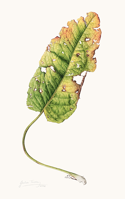 <p>Rumex obtusifolius leaf [<em>Rumex obtusifolius</em> Linnaeus, Polygonaceae], watercolor on paper by Julia Trickey (1964–), 2006, 55 × 36.5 cm, HI Art accession no. 7755, reproduced by permission of the artist.</p>