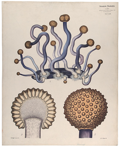 <p>[Fungal development in <em>Claviceps purpurea</em> (Fries) Tulasne, Clavicipitaceae], color lithograph by W. A. Meyn (fl.1874–1911), 81.5 × 66 cm, after an original by W. Zopf (fl.ca.1874–1911) for Carl Ignaz Leopold Kny (1841–1916), <em>Botanische Wandtafeln</em> (Berlin, Paul Parey, 1874–1911, pl. 43), HI Art accession no. 6699.043.</p>