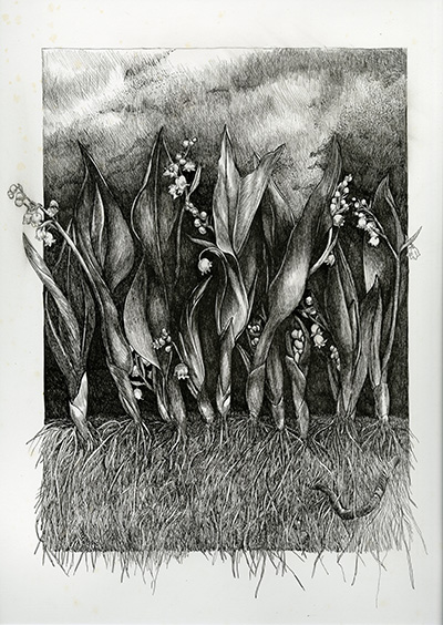<p>Lily of the Valley with Worm [<em>Convallaria</em> Linnaeus, Asparagaceae], pen-and-ink on paper by Francesca Anderson (1946–), 73.7 × 58.7 cm, HI Art accession no. 8550.11, reproduced by permission of the artist.</p>