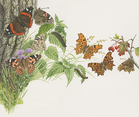<p>Spread No. 7; Nymphalidae; Vanessa atalanta; Vanessa cardui; Polygona c-album, watercolor on paper by John Wilkinson (1934–), 1975, 32 × 36.5 cm, for his and Michael Tweedie, <em>Collins Handguide to the Butterflies and Moths of Britain and Europe</em> (London, William Collins Sons &amp; Co., Ltd., 1980, pp. 34–35), HI Art accession no. 8560.16, reproduced by permission of the artist.</p>