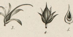 Redouté-illustrated books